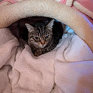 Cookie joined the competition — help win amazing prizes! bed, bedding, blanket, cat, cave_bed, cozy, cute, ears, feline, fur, fur_texture, indoor, paws, pet, portrait, resting, sleepy, snug, tabby_cat, whiskers