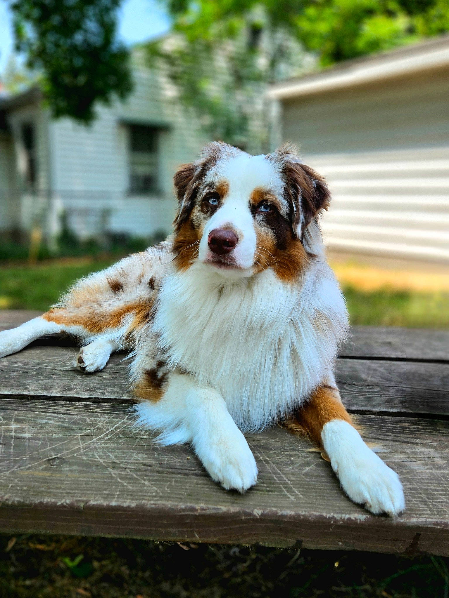 Dipper joined the competition — help win amazing prizes! australian_collie, australian_shepherd, border_collie, canidae, carnivore, companion_dog, dog, dog_breed, fawn, fur, grass, herding_dog, plant, snout, sporting_group, terrestrial_animal, tree, whiskers, window, working_dog