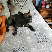 Circer a rejoint le concours — aidez-le/la à gagner de superbes lots ! dog, french_bulldog, bed, blanket, pillow, person, wooden_headboard, bedroom, nightstand, clock, photo_frame, book, lamp, relaxing, indoor, animal, pet, furniture, resting, cozy