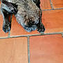Circer participe au concours pour gagner de l'argent avec cette photo : dog, french_bulldog, brindle, lying_down, floor, terracotta_tiles, paws, ears, pet, animal, domestic, resting, close_up, snout, sleepy, cute, indoor, relaxed, mammal, companion
