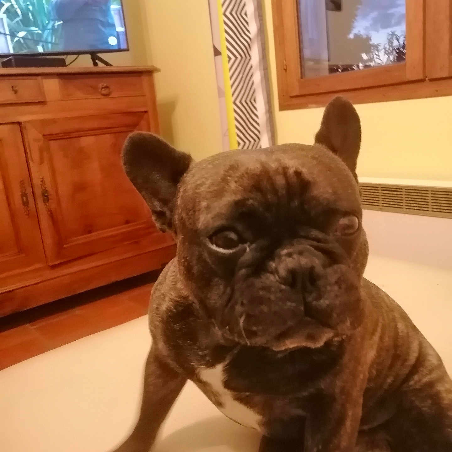 Circer a rejoint le concours — aidez-le/la à gagner de superbes lots ! animal, brindle, brown, canine, curtain, dog, domestic_animal, floor, french_bulldog, furniture, home, indoor, light, pet, portrait, reflection, sitting, television, window, wooden_cabinet