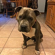 Chopper is registered to the contest to win money with this photo: dog, indoor, tile_floor, wooden_chair, cabinet, pet, canine, brown_dog, white_paws, collar, floor, household, furniture, domestic, animal, quiet, calm, sitting, looking, portrait