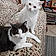 Pitchou Et Paco