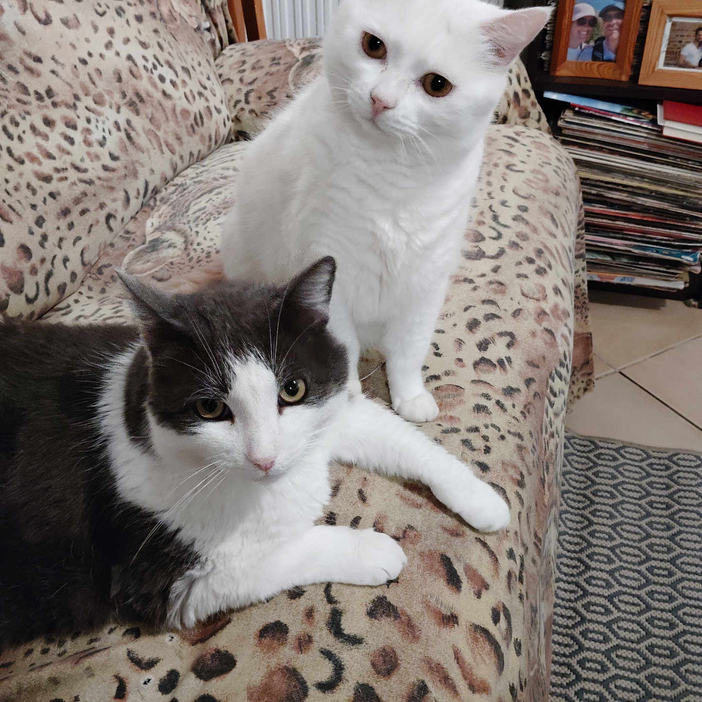 Pitchou Et Paco participe au concours pour gagner de l'argent avec cette photo : animal, armchair, bookshelf, cat, cats, feline, framed_photos, furniture, home_decor, indoors, leopard_print, living_room, lounging, magazines, pet, portrait, rug, sitting, tuxedo_cat, white_cat