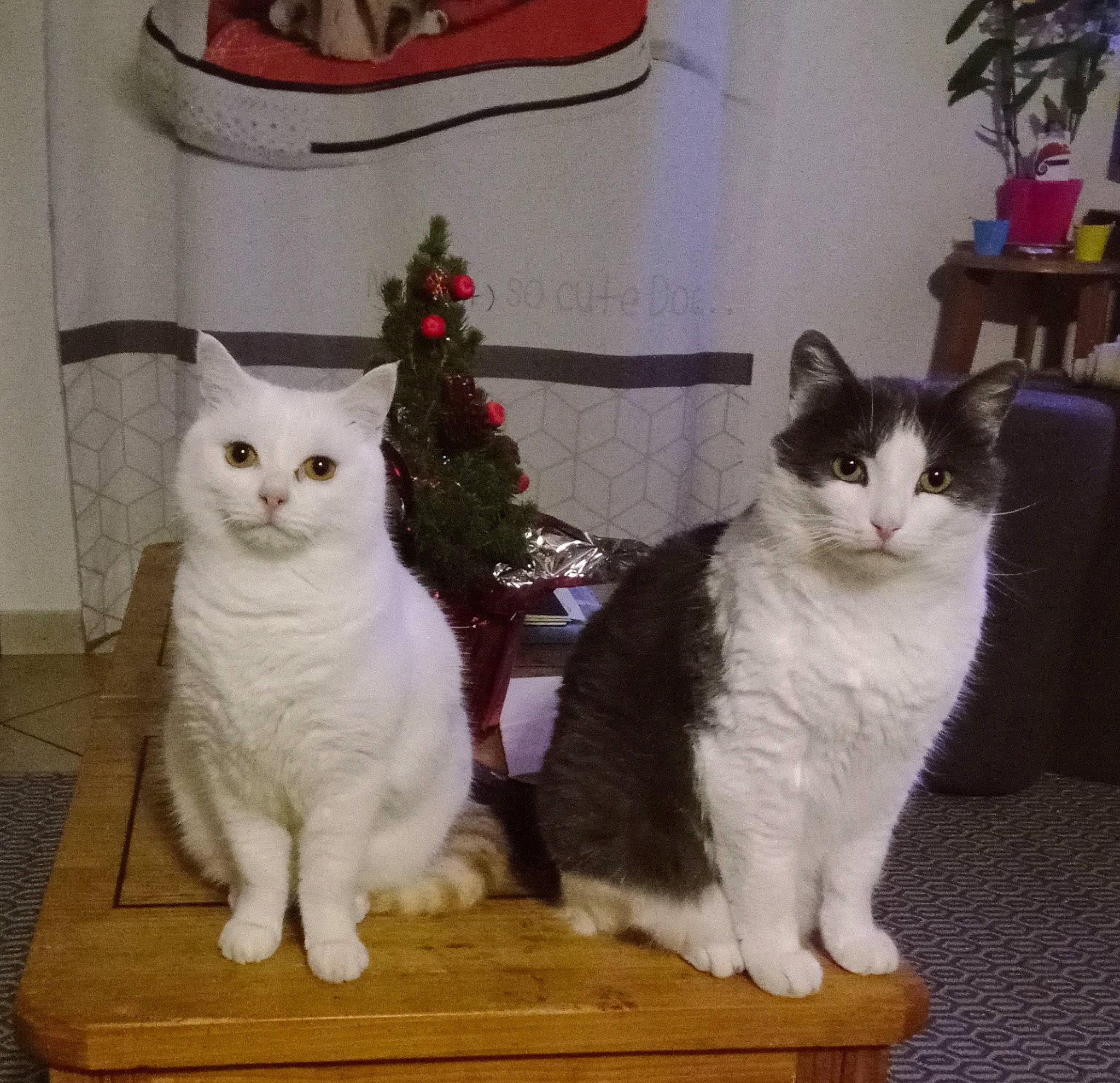 Paco Et Pitchou