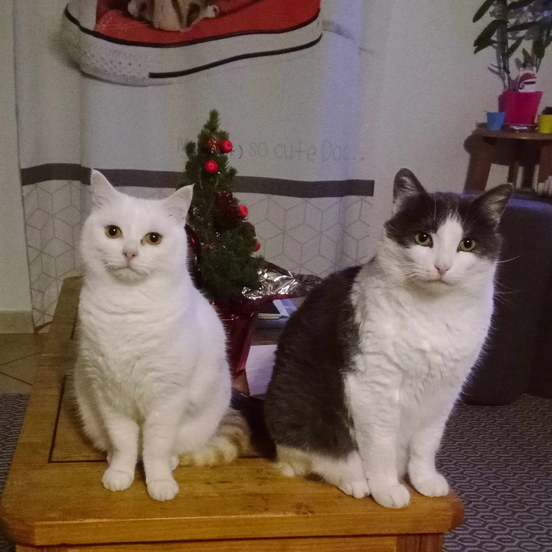 Paco Et Pitchou