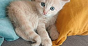 Frimousse participe au concours pour gagner de l'argent avec cette photo : kitten, cat, blue_eyes, fluffy, cream_colored, couch, yellow_pillow, teal_pillow, indoor, pet, cute, small, young, fur, whiskers, relaxed, looking_at_camera, cozy, domestic_animal, soft