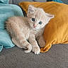 blue_eyes, cat, couch, cozy, cream_colored, cute, domestic_animal, fluffy, fur, indoor, kitten, looking_at_camera, pet, relaxed, small, soft, teal_pillow, whiskers, yellow_pillow, young