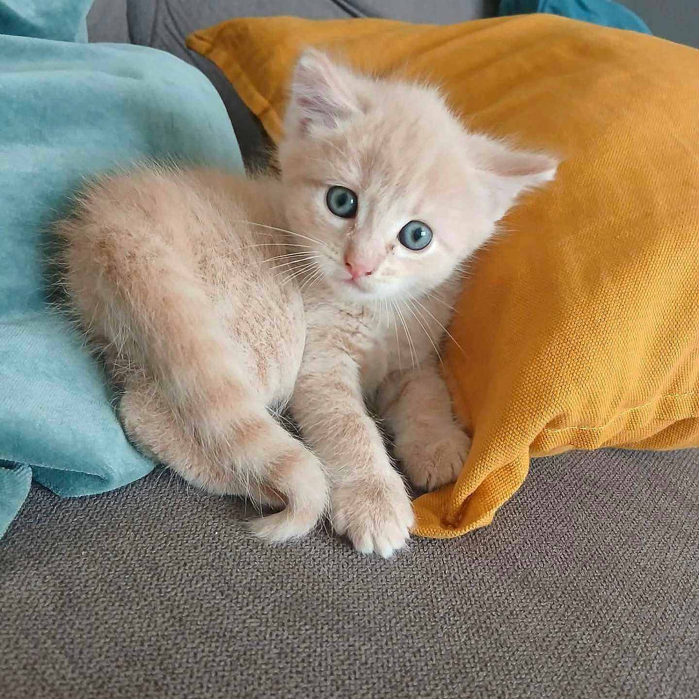 Frimousse