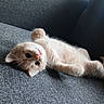 adorable, animal, cat, couch, curious, cute, domestic_cat, feline, fluffy, fur, gray_fabric, indoor, kitten, lying_down, paw, pet, relaxed, small, whiskers, young