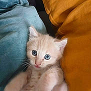 Frimousse a rejoint le concours — aidez-le/la à gagner de superbes lots ! kitten, cat, blue_eyes, furry, cute, pet, indoor, blanket, pillow, orange_pillow, teal_blanket, soft_texture, whiskers, young_animal, resting, close_up, fur, domestic_animal, adorable, curious