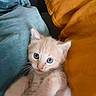 adorable, blanket, blue_eyes, cat, close_up, curious, cute, domestic_animal, fur, furry, indoor, kitten, orange_pillow, pet, pillow, resting, soft_texture, teal_blanket, whiskers, young_animal