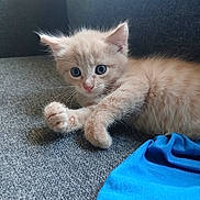 Frimousse participe au concours pour gagner de l'argent avec cette photo : animal, blue_eyes, cat, couch, cozy, curious, cute, domestic_animal, fabric, feline, fur, indoor, kitten, paw, pet, playful, relaxing, small, whiskers, young