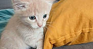 Frimousse participe au concours pour gagner de l'argent avec cette photo : animal, cat, claws, cozy, curious, cute, domestic, fluffy, fur, gray_couch, household, indoor, kitten, pet, sitting, small, soft, whiskers, yellow_pillow, young