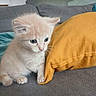 Frimousse participe au concours pour gagner de l'argent avec cette photo : kitten, cat, cute, fluffy, yellow_pillow, gray_couch, indoor, pet, animal, fur, small, young, curious, whiskers, claws, sitting, household, cozy, soft, domestic