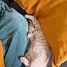 Frimousse participe au concours pour gagner de l'argent avec cette photo : kitten, cat, pet, feline, cute, fluffy, sleeping, resting, pillow, blanket, cozy, indoor, fur, small, young, relaxed, stretching, soft, domestic_animal, adorable