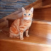 Sardine participe au concours pour gagner de l'argent avec cette photo : cat, orange_tabby, stairs, wood, indoor, pet, animal, feline, blue_eyes, sitting, curious, whiskers, ears, fur, closeup, domestic_cat, house, texture, background, portrait