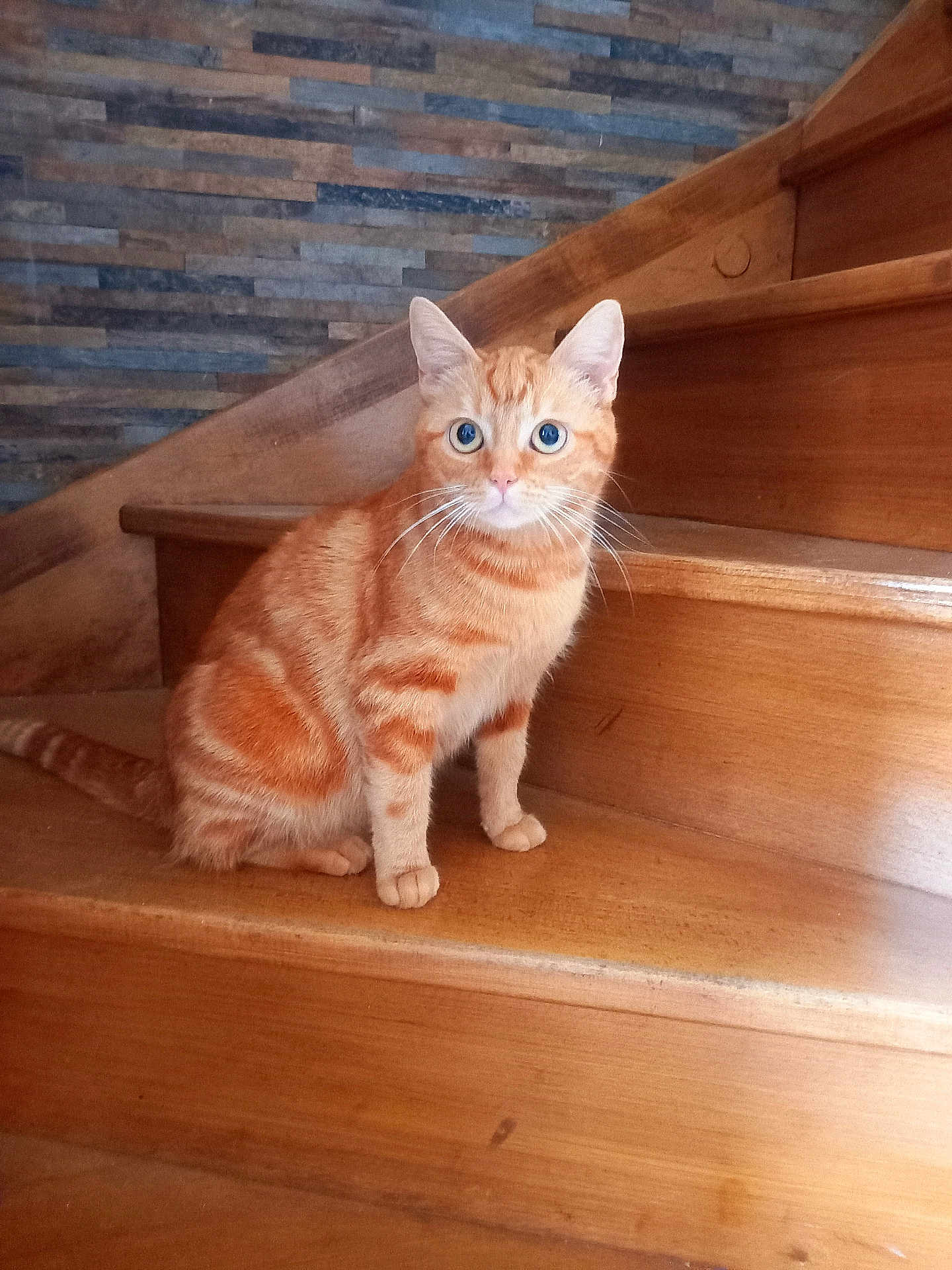 Sardine participe au concours pour gagner de l'argent avec cette photo : cat, orange_tabby, stairs, wood, indoor, pet, animal, feline, blue_eyes, sitting, curious, whiskers, ears, fur, closeup, domestic_cat, house, texture, background, portrait