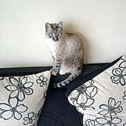 Bob participe au concours pour gagner de l'argent avec cette photo :