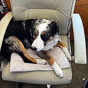 Luna is registered to the contest to win money with this photo: dog, chair, towel, indoor, pet, canine, fur, black, white, brown, resting, comfortable, home, floor, cabinet, tile, office_chair, paw, relaxed, animal