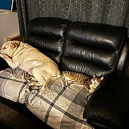 Tigger joined the competition — help win amazing prizes! animal, beige_dog, blanket, cat, companion, couch, cozy, curtain, dog, furniture, home, indoor, leather, pattern, pet, plaid, relaxing, resting, sleeping, tabby_cat