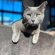 Buz a rejoint le concours — aidez-le/la à gagner de superbes lots ! animal, bright, cat, chair, close_up, cute, daylight, domestic_cat, focus, furniture, gray_cat, indoor, pet, portrait, relaxed, soft_texture, sunlight, whiskers, window, yellow_eyes