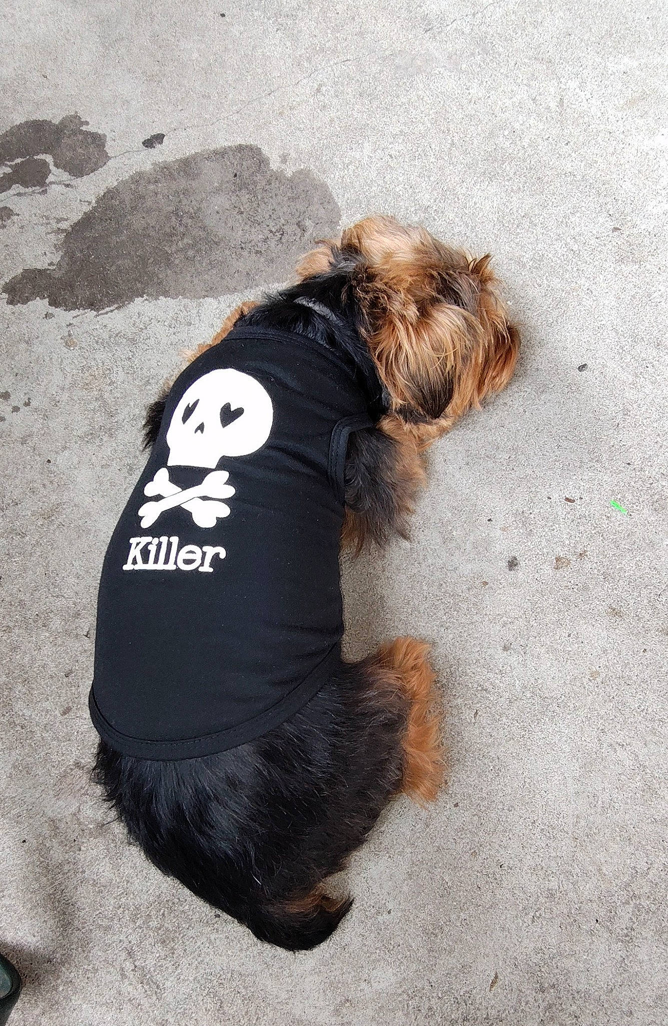 Lala joined the competition — help win amazing prizes! asphalt, canidae, carnivore, companion_dog, dog, dog_breed, dog_clothes, dog_collar, dog_supply, fashion_accessory, fur, paw, sleeve, small_terrier, snout, sporting_group, t_shirt, tail, terrier, toy_dog