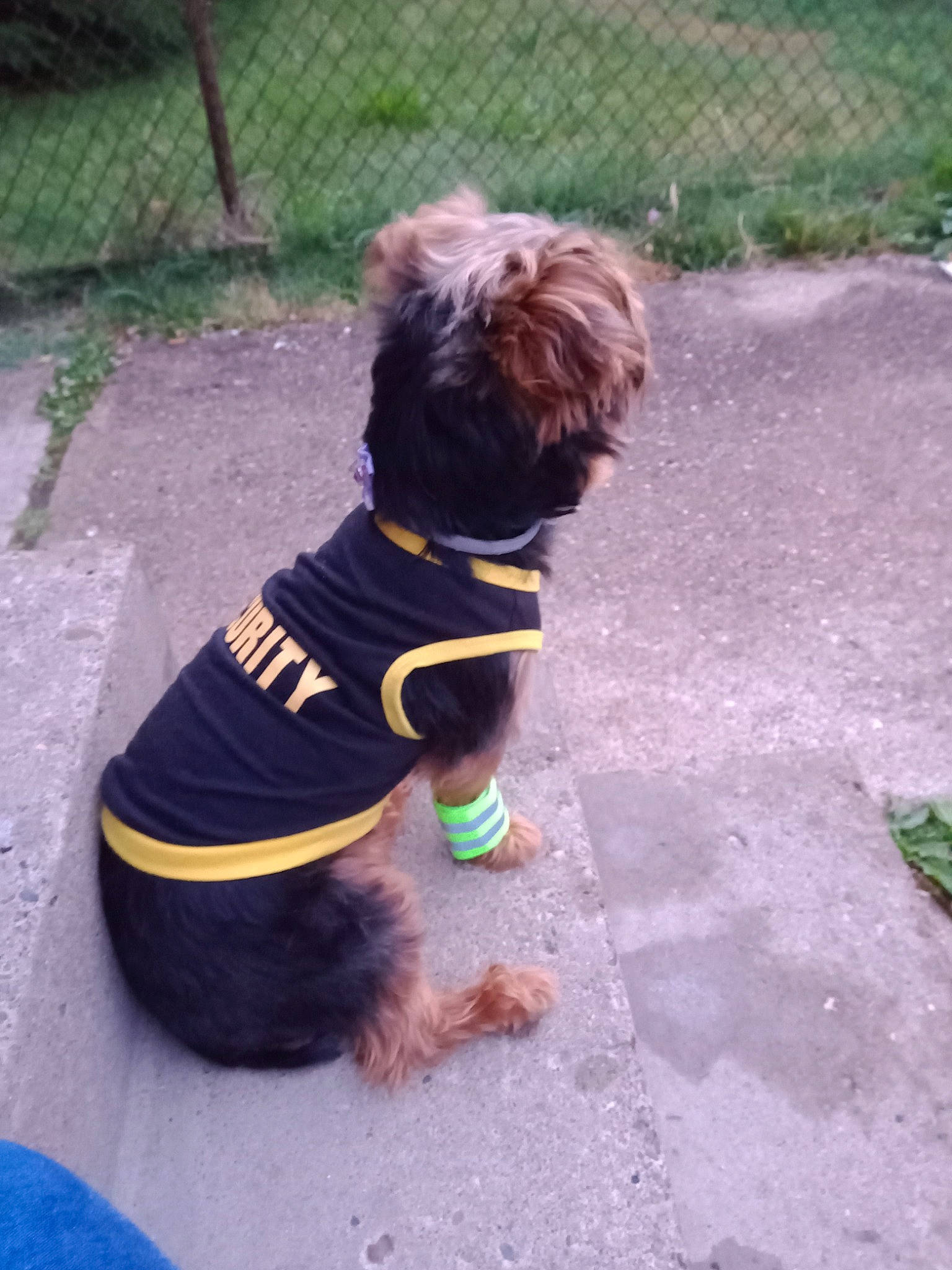 Lala joined the competition — help win amazing prizes! carnivore, collar, companion_dog, dog, dog_breed, dog_clothes, dog_collar, dog_supply, fawn, fence, grass, leash, pet_supply, plant, snout, tail, terrier, toy_dog, water_dog, working_animal