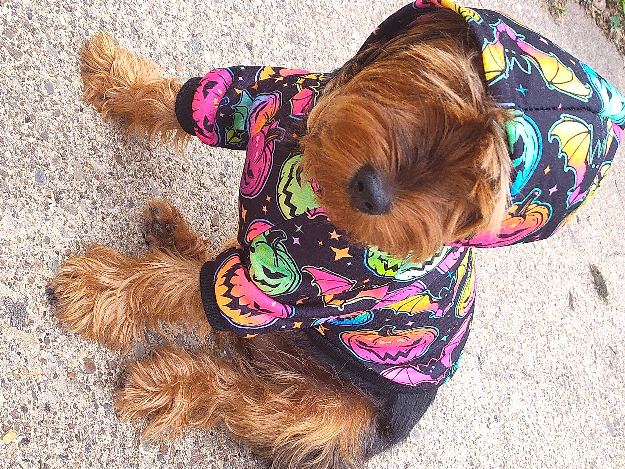 Lala joined the competition — help win amazing prizes! art, brown, canidae, carnivore, companion_dog, dog, dog_breed, dog_clothes, dog_supply, fashion_accessory, fawn, fun, fur, headgear, liver, pet_supply, sporting_group, terrier, toddler, working_animal