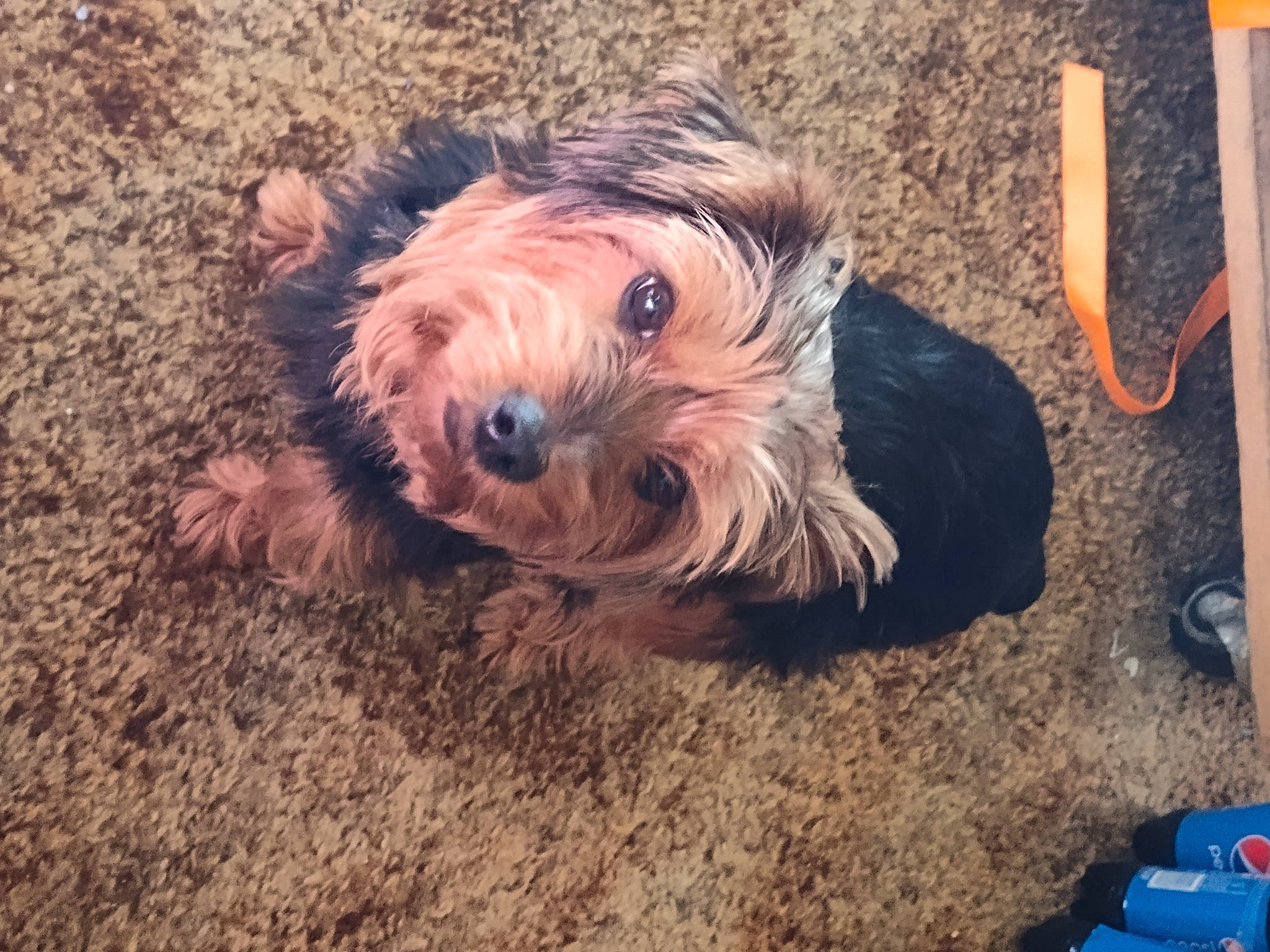 Lala joined the competition — help win amazing prizes! biewer_terrier, canidae, carnivore, companion_dog, dog, dog_breed, fur, maltepoo, puppy, sitting, small_terrier, snout, soil, sporting_group, terrier, toy_dog, water_dog, wood, working_animal, yorkipoo