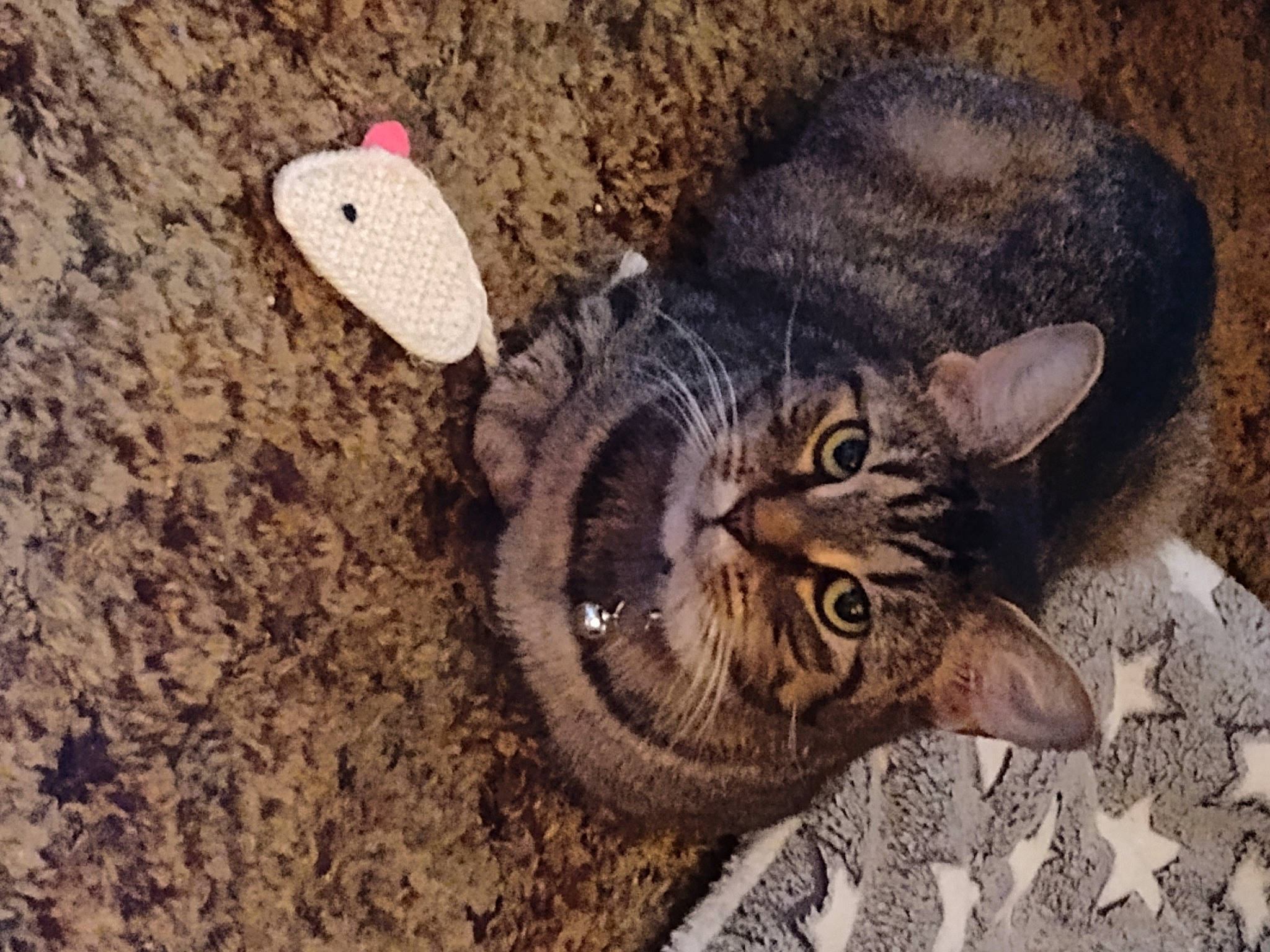 Squatalina joined the competition — help win amazing prizes! brown, carnivore, cat, claw, domestic_short_haired_cat, fawn, felidae, fur, grass, organism, paw, sand, small_to_medium_sized_cats, snout, soil, tail, terrestrial_animal, whiskers, wildlife, wood