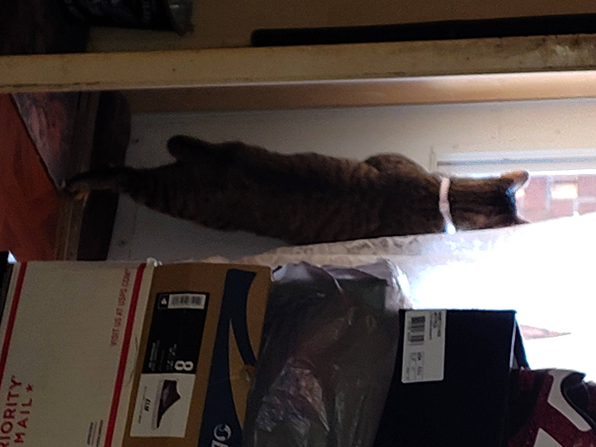 Squatalina joined the competition — help win amazing prizes! brown, cat, comfort, felidae, fur, hardwood, linens, room, shelving, small_to_medium_sized_cats, tail, wood