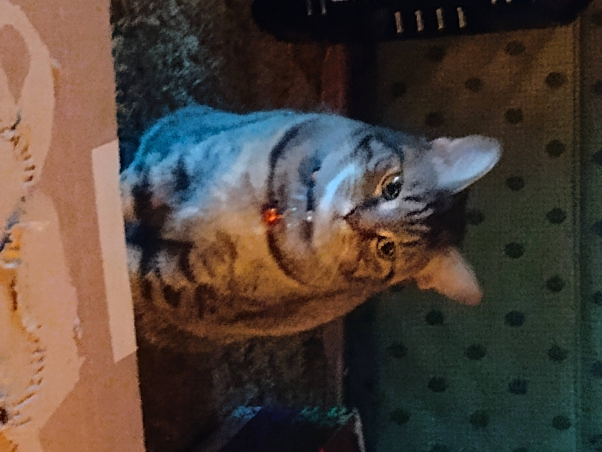 Squatalina joined the competition — help win amazing prizes! art, carnivore, cat, domestic_short_haired_cat, felidae, fur, paint, painting, small_to_medium_sized_cats, tail, terrestrial_animal, visual_arts, whiskers, wrinkle