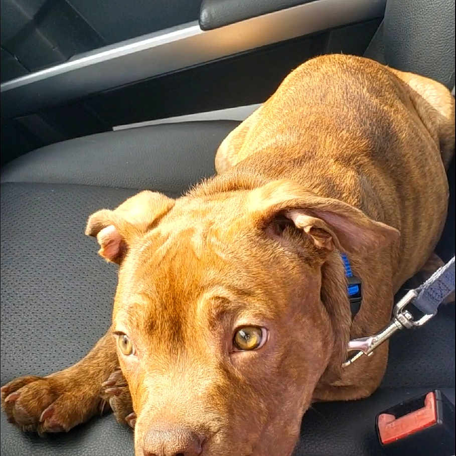 Krypto is registered to the contest to win money with this photo: animal, brown_dog, canine, car_interior, car_seat, closeup, collar, curious, dashboard, dog, door_handle, gear_shift, keys, leash, leather_seat, pet, resting, seatbelt, sunlight, window