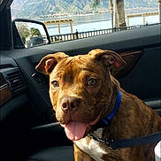 Krypto joined the competition — help win amazing prizes! blue_collar, brindle, canine, car_interior, car_seat, daylight, dog, happy, lake, leash, mountains, outdoor_view, palm_tree, pet, scenic, side_mirror, sitting, tongue_out, vehicle, window