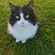 Bouly a rejoint le concours — aidez-le/la à gagner de superbes lots ! aegean_cat, cat, cat_like_mammal, domestic_long_haired_cat, domestic_short_haired_cat, european_shorthair, fauna, grass, norwegian_forest_cat, small_to_medium_sized_cats, snout, whiskers