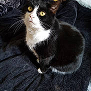 Kitty participe au concours pour gagner de l'argent avec cette photo : black, black_cat, cat, cat_like_mammal, domestic_short_haired_cat, fur, kitten, paw, small_to_medium_sized_cats, snout, whiskers