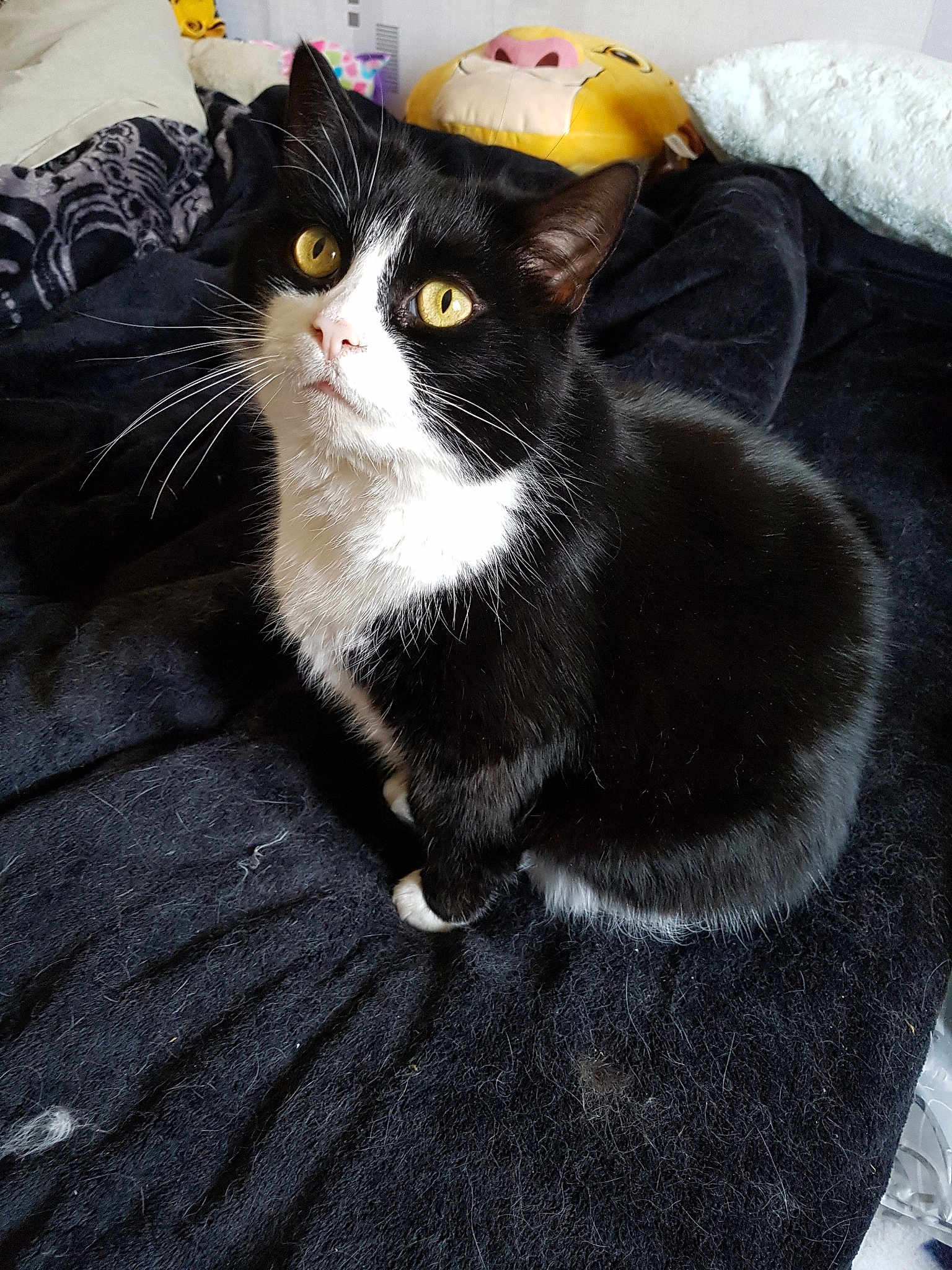 Kitty