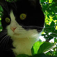 Maya a rejoint le concours — aidez-le/la à gagner de superbes lots ! aegean_cat, cat, cat_like_mammal, domestic_short_haired_cat, european_shorthair, fauna, grass, green, leaf, plant, small_to_medium_sized_cats, snout, tree, whiskers