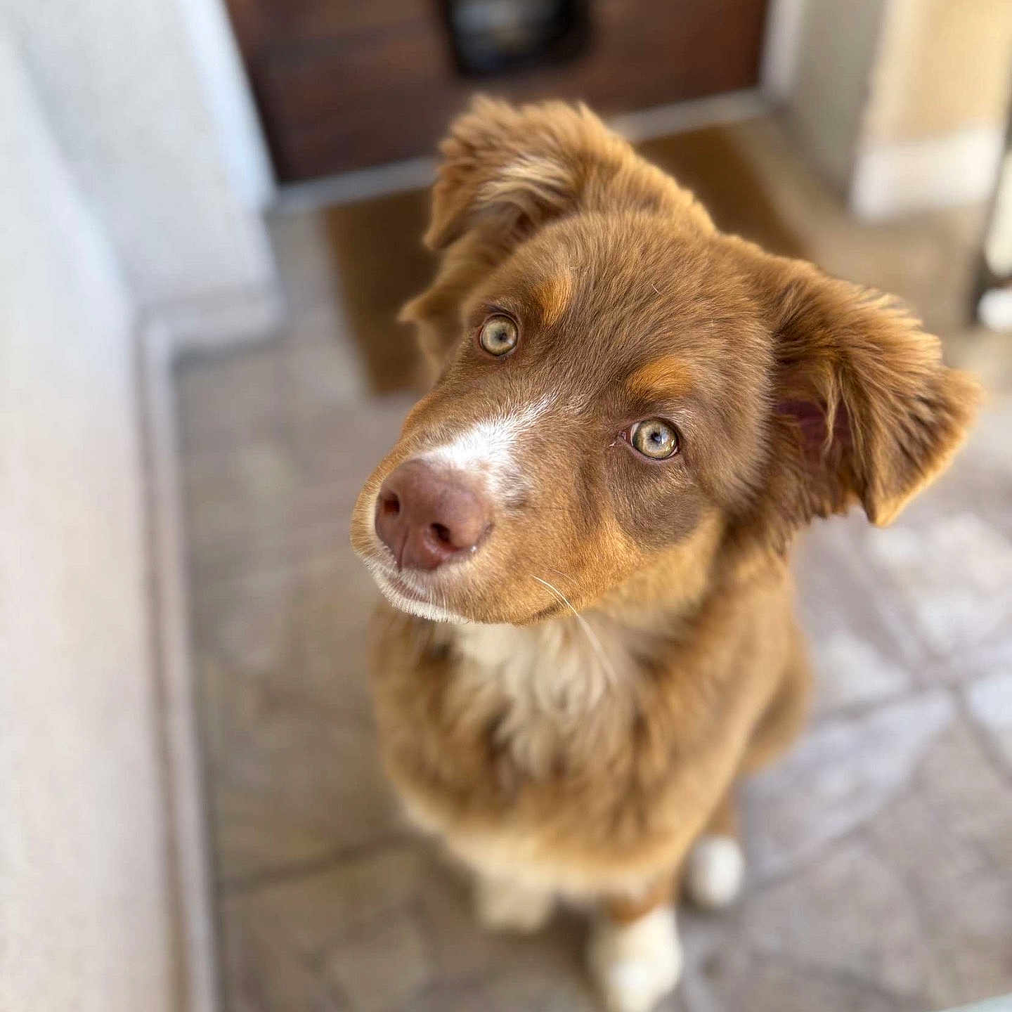 Volt a rejoint le concours — aidez-le/la à gagner de superbes lots ! animal, brown_fur, companion, curious, cute, dog, door, doormat, ears, fur, light_eyes, looking_up, nose, outdoor, pet, puppy, tile_floor, whiskers, white_paws, young_dog