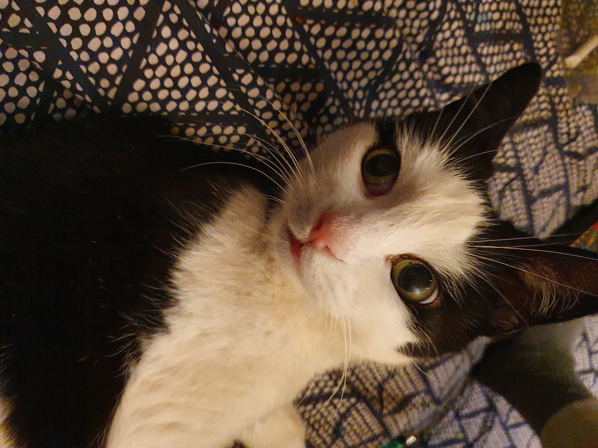 Jingle is registered to the contest to win money with this photo: carnivore, cat, domestic_short_haired_cat, felidae, fur, iris, small_to_medium_sized_cats, snout, terrestrial_animal, vertebrate, whiskers