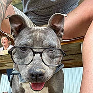 Hitbal participe au concours pour gagner de l'argent avec cette photo : dog, pitbull, glasses, eyeglasses, tongue_out, close_up, pet, happy, sitting, harness, porch, bench, person, laughing_person, tattoo, shorts, tshirt, paws, gray_coat, muzzle