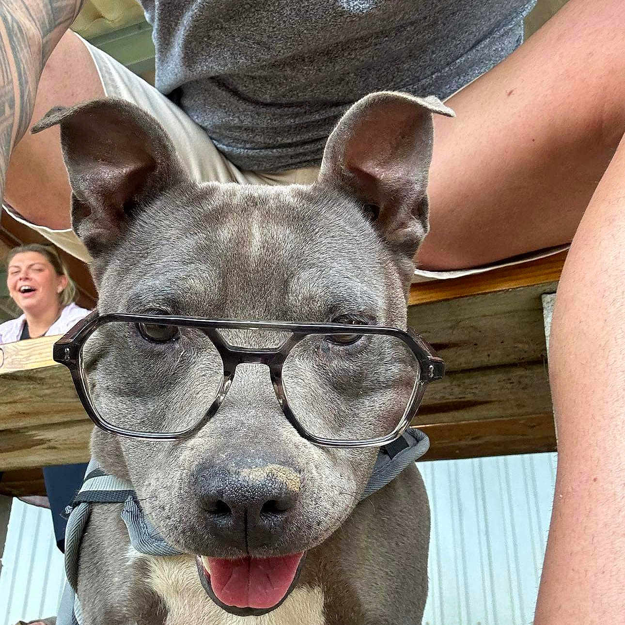 Hitbal participe au concours pour gagner de l'argent avec cette photo : bench, close_up, dog, eyeglasses, glasses, gray_coat, happy, harness, laughing_person, muzzle, paws, person, pet, pitbull, porch, shorts, sitting, tattoo, tongue_out, tshirt