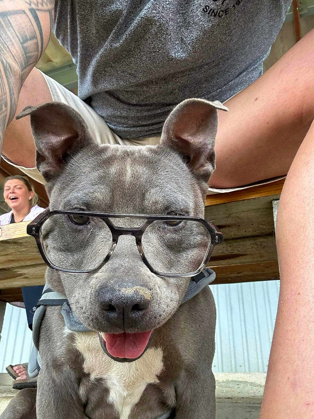 Hitbal participe au concours pour gagner de l'argent avec cette photo : dog, pitbull, glasses, eyeglasses, tongue_out, close_up, pet, happy, sitting, harness, porch, bench, person, laughing_person, tattoo, shorts, tshirt, paws, gray_coat, muzzle