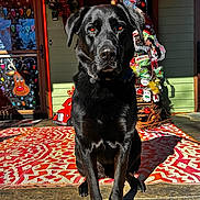 Mr. Coal is registered to the contest to win money with this photo: animal, black_dog, christmas_decorations, decorative_rug, dog, door, festive, holiday, outdoor, pet, porch, red_star, ribbon, shadow, sitting, sunlight, tree, welcome_sign, wooden_floor, wreath