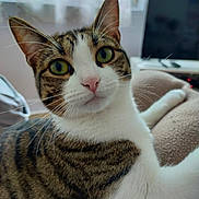 Baela participe au concours pour gagner de l'argent avec cette photo : cat, tabby, white_fur, green_eyes, close_up, indoor, window, television, furniture, relaxed, pet, whiskers, pink_nose, curious, soft_texture, animal, domestic, mammal, resting, cozy