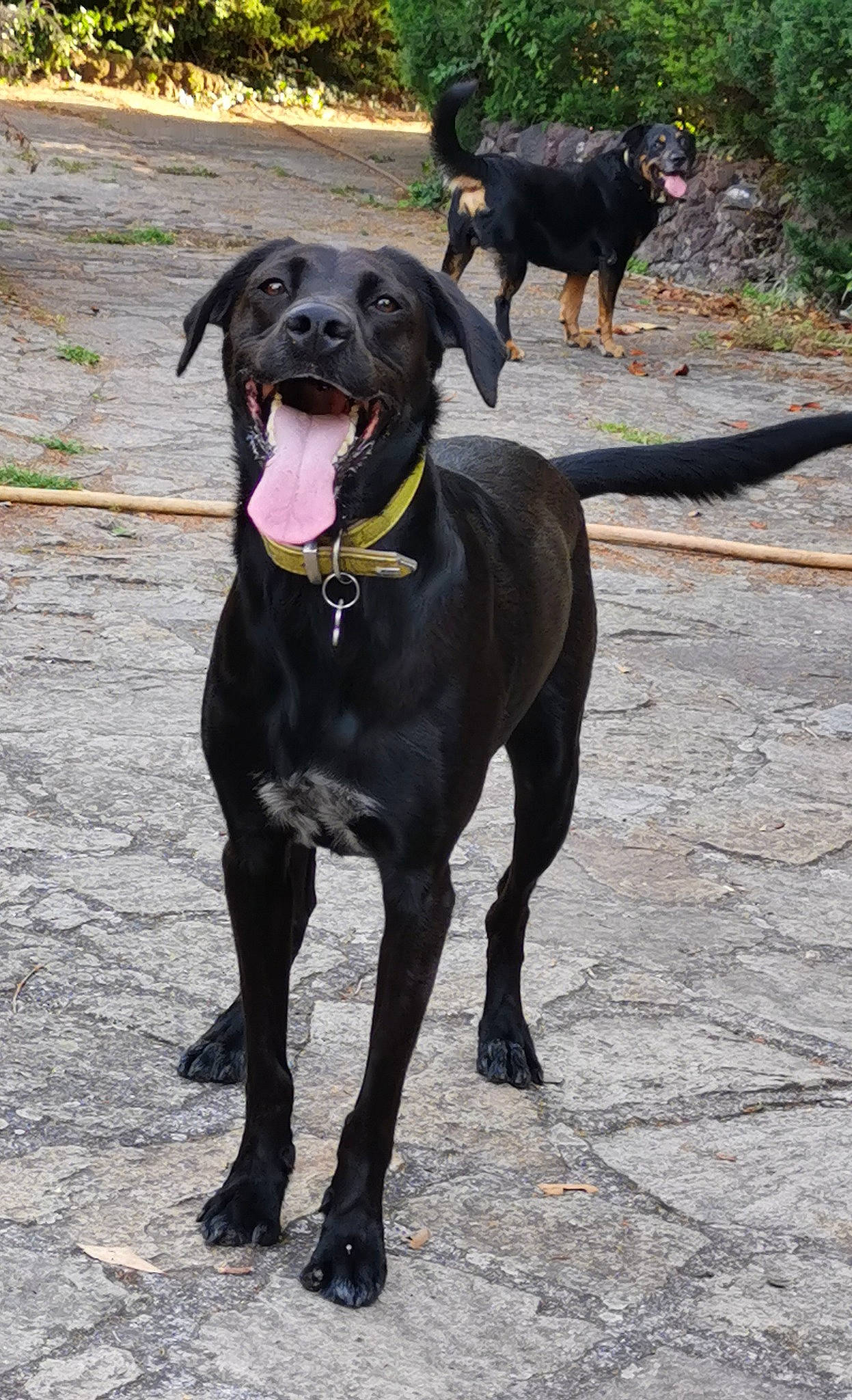 Betty a rejoint le concours — aidez-le/la à gagner de superbes lots ! borador, canidae, canis_panther, carnivore, dog, dog_breed, guard_dog, hunting_dog, labrador_retriever, mammal, patterdale_terrier, rare_breed_dog, sporting_group, tail, vertebrate