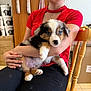 Shadow a rejoint le concours — aidez-le/la à gagner de superbes lots ! woman, puppy, dog, pet, blue_eyes, red_shirt, black_pants, wooden_chair, indoor, trophies, decor, hand, sitting, fur, cute, animal, portrait, smile, home, cozy