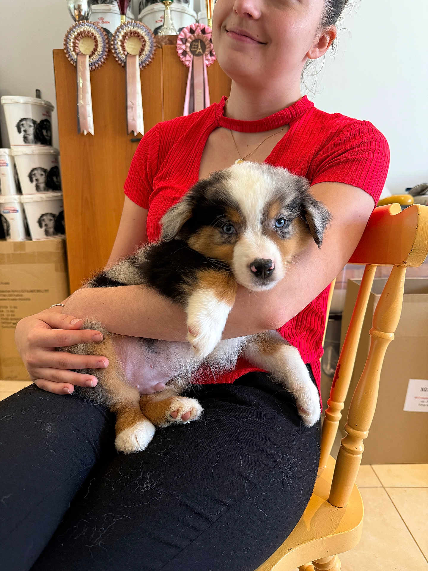 Shadow a rejoint le concours — aidez-le/la à gagner de superbes lots ! woman, puppy, dog, pet, blue_eyes, red_shirt, black_pants, wooden_chair, indoor, trophies, decor, hand, sitting, fur, cute, animal, portrait, smile, home, cozy