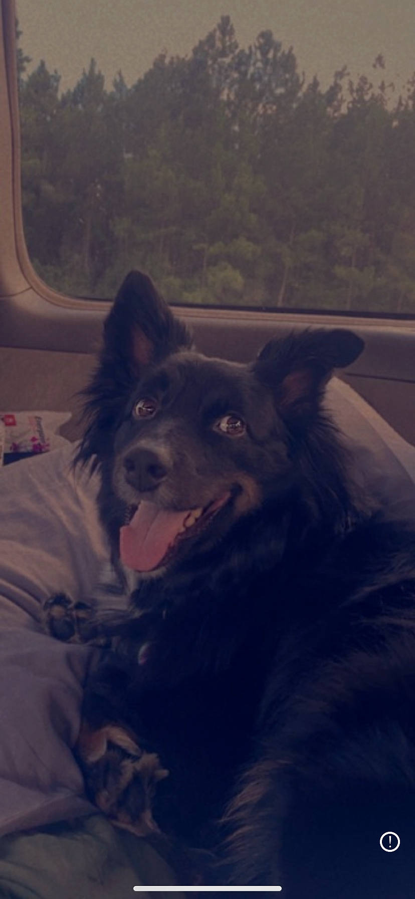 Biscuit joined the competition — help win amazing prizes! canidae, carnivore, companion_dog, dog, dog_breed, fang, fun, fur, happy, herding_dog, jaw, mammal, non_sporting_group, snout, sporting_group, vertebrate, whiskers, winter, working_animal, working_dog